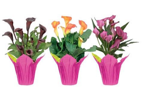 Potted Calla Lily - Assorted, 6-inch pot - Fred Meyer