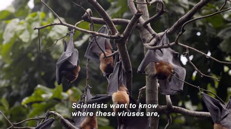 Virus Hunter: Monitoring Nipah Virus in Bat Populations - resource - Imageshare