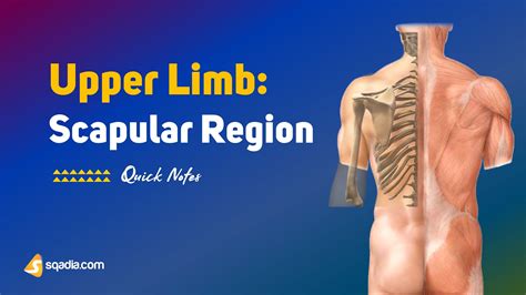 Upper Limb: Scapular Region - Introduction