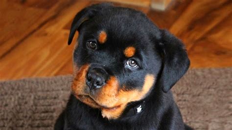 88+ Baby Rottweiler Puppies Newborn - l2sanpiero