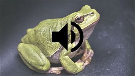 Frog Sound Effect HD - YouTube