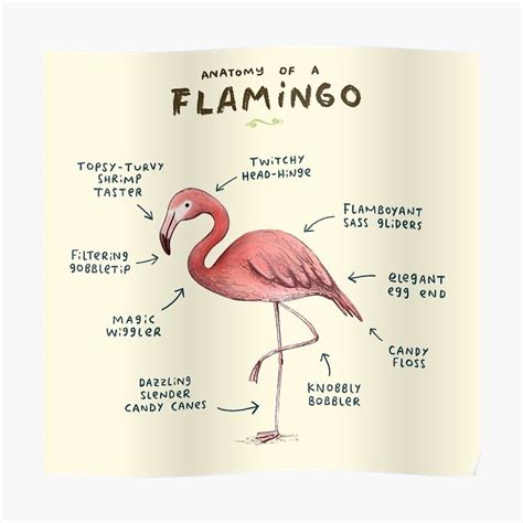 "Anatomy of a Flamingo" Poster for Sale by Sophie Corrigan | Flamingo, Anatomy, Sale poster