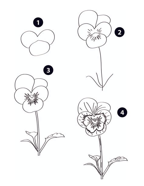 How to Draw Flowers: Step-by-Step Botanical Drawing Projects – Dylanna Press