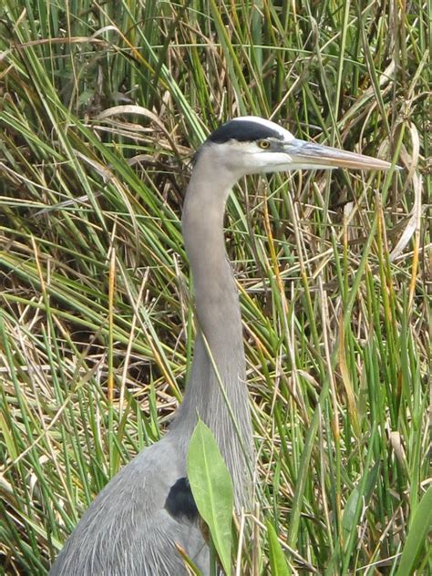 The Birds of Everglades National Park | Adventure Bus