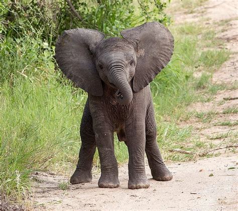 The Daily Cute: School Picture Day! | Elephant photography, Elephant day, Elephant