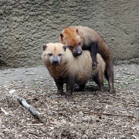 Bush dogs (Speothos venaticus) mating. The bush dog is a canid found in ...