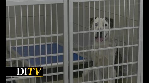 DITV: Iowa City Animal Shelter Rescue Update - The Daily Iowan