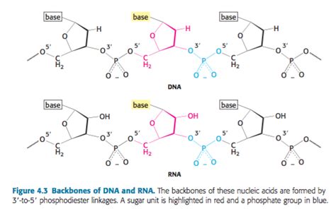 organic chemistry - What happens to the third hydroxyl group in a phosphodiester linkage ...