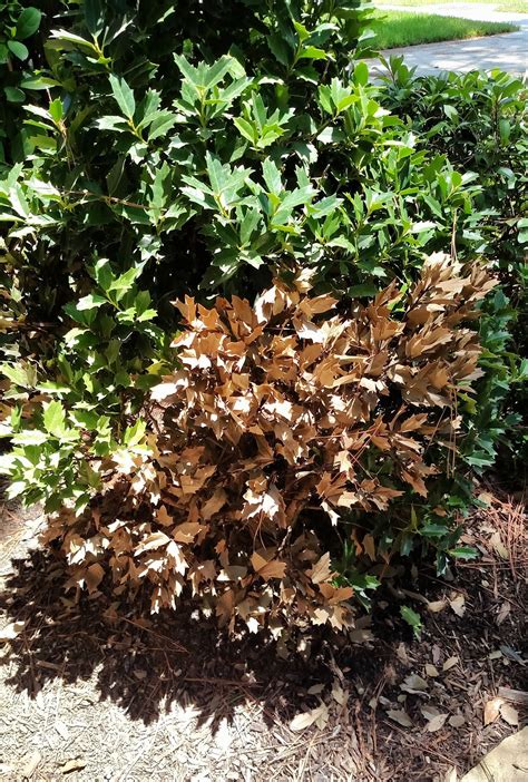 diagnosis - Why did a section of leaves on my Holly bush turn brown ...