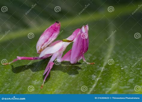 Orchid Mantis Camouflage. the Praying Mantis on Leaf Stock Image - Image of garden, floral ...