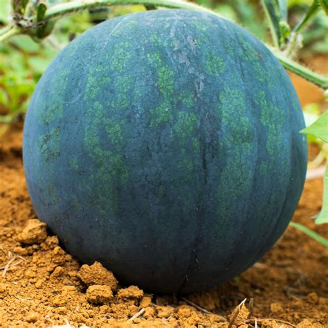 15 Black Diamond Watermelon Seeds - Etsy