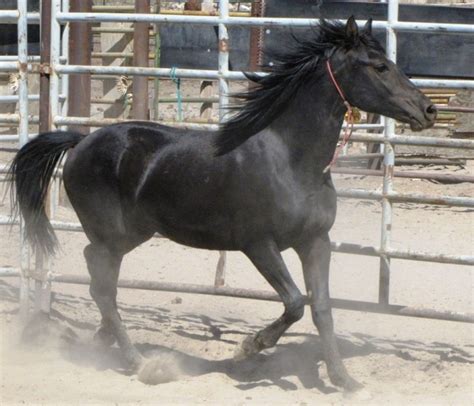 Mustang Rescue | Horses, Wild horses, Rare horses