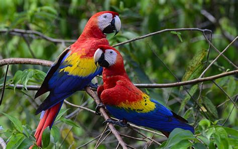 HD wallpaper: Pair Of Beautiful Colorful Parrots Scarlet Macaws Wallpapers Hd For Mobile Phones ...