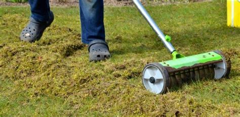 Lawn Moss Removal: How to Kill it, Remove it & Prevent it Returning