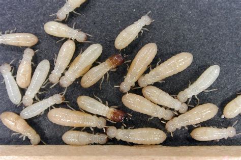 How Big Are Termites? (Size Guide) - PestSeek