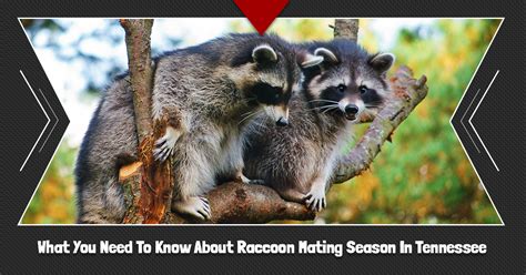 Wildlife Control Knoxville: What You Need To Know About Raccoon Mating ...