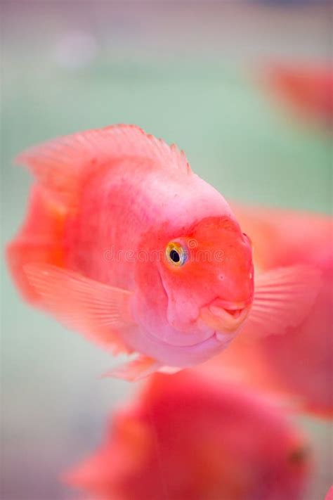 Greeting Pink Fish in the Aquarium Stock Photo - Image of colony, environmental: 52759286