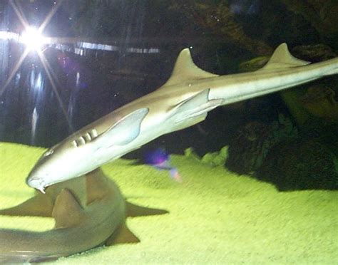 Banded bamboo shark: WhoZoo