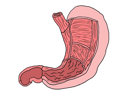 Stomach(human anatomy and physiology): definition, different parts and function of stomach ...