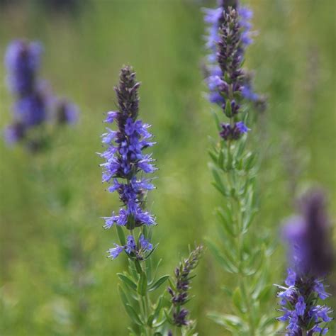 Buy hyssop or Hyssopus officinalis Hyssopus officinalis