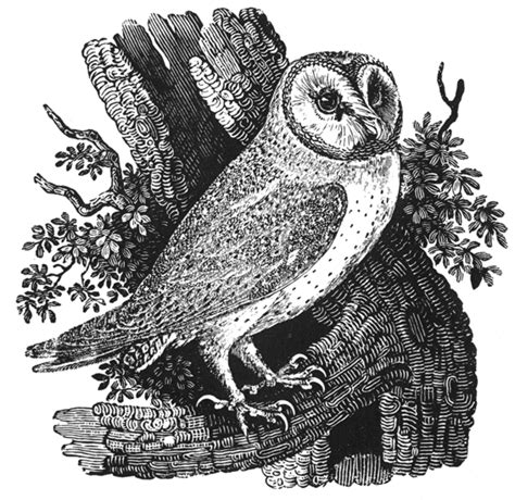 MAKING A MARK: Thomas Bewick - wood engraver and naturalist