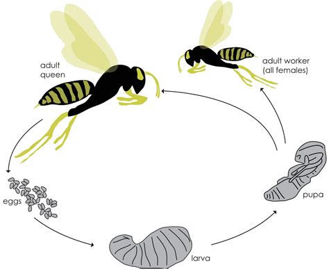 Yellow Jacket Wasp Life Cycle