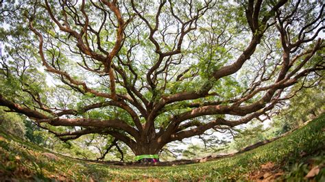 The Importance of the Bodhi Tree - ULC Blog - Universal Life Church