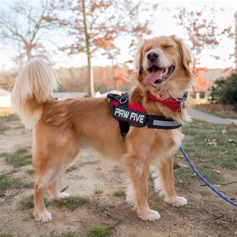 Golden Retriever with Paw Five CORE-1 Harness with built-in waste bag dispenser | Golden ...