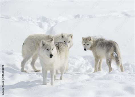 Arctic wolf pack isolated on white background in the winter snow in ...