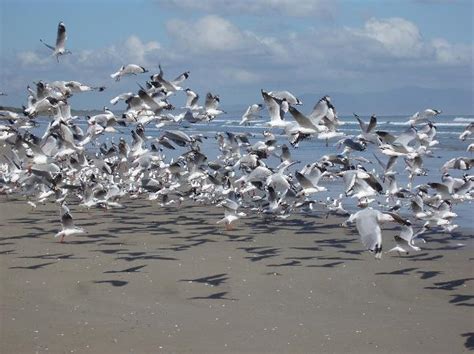 Free Stock image of Flock of black headed seagulls flying on a beach | ScienceStockPhotos.com