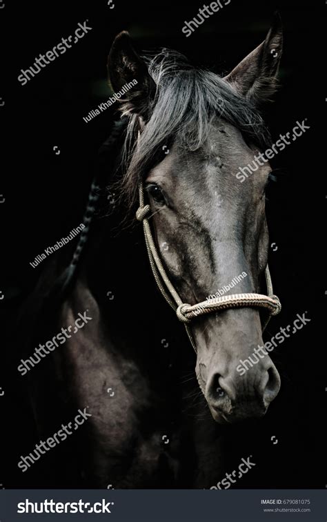 Portrait Horse On Black Background Stock Photo 679081075 | Shutterstock