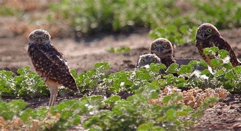 Wildlife Friendly Agriculture - Science for Conservation