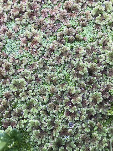 Azolla - Climate Foundation