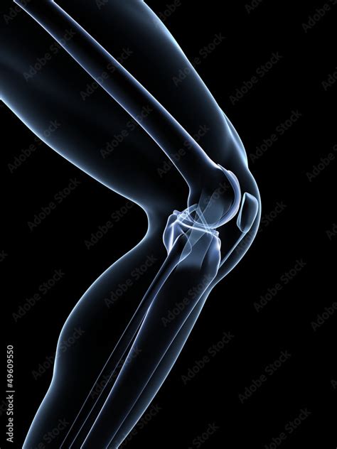 3d rendered illustration - knee anatomy Stock Illustration | Adobe Stock