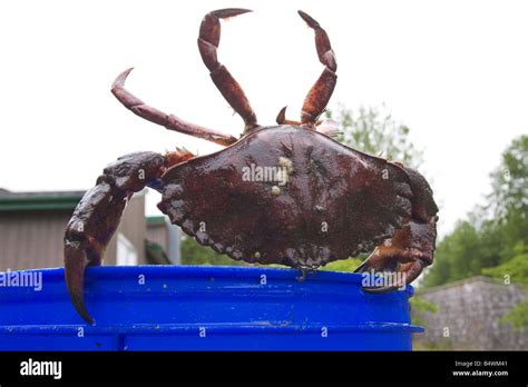 Crab making his escape from a bucket Stock Photo - Alamy