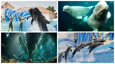 Petition · End All Animal Breeding at SeaWorld · Change.org