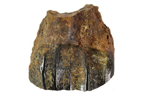 .61" Ceratopsid Dinosaur Tooth - Judith River Formation, Montana ...