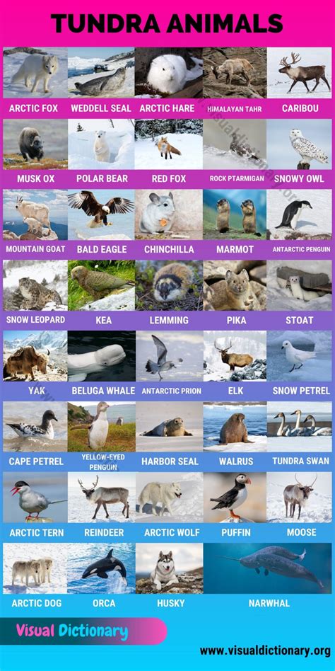 Tundra Animals: Helpful List of 40 Animals that Live in the Tundra - Visual Dictionary