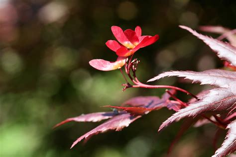 Acer Leaves Free Photo Download | FreeImages