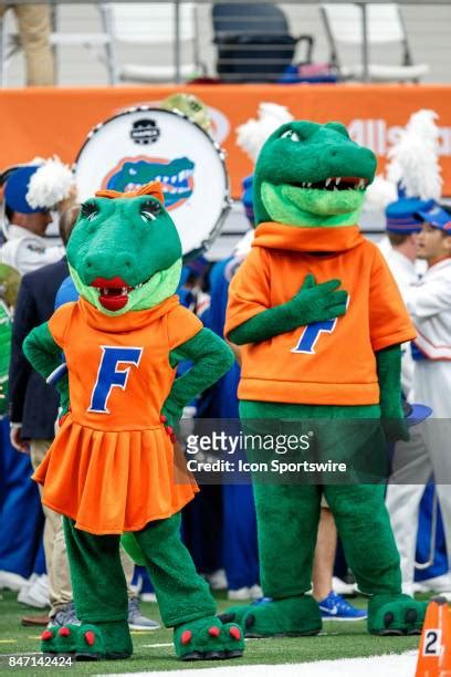 Florida Gators Albert Photos and Premium High Res Pictures - Getty Images