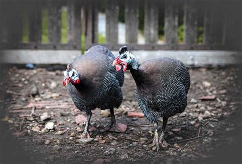 Guinea Fowl Farming - Brooding, Rearing, Feeding | Agri Farming