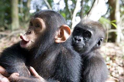 A Baby Gorilla And A Chimpanzee Hugging Photograph by Michael Poliza