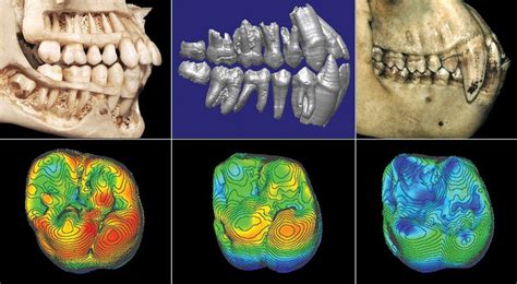 'Ardi' fossil the latest of many discoveries where Northeast Ohio ...