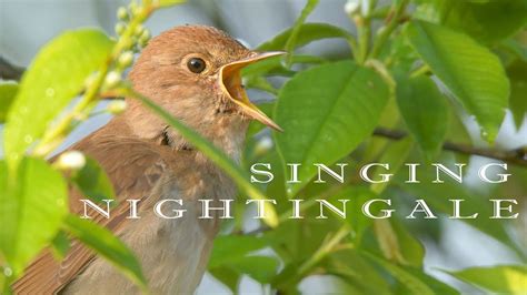 Nightingale song. Chirping and singing bird in the spring morning. - YouTube | Singing bird ...