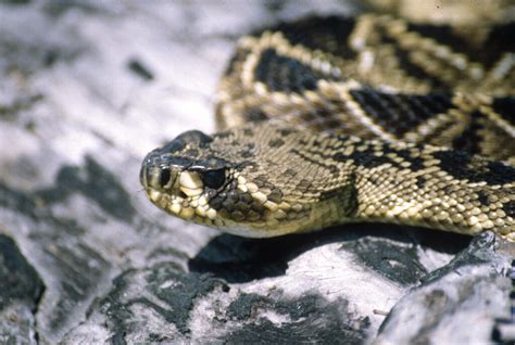 Warmer weather makes venomous snake bites more likely, researchers find