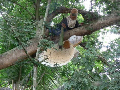 Madu Sarang Lebah Hutan - Istana Madu Murni Blitar