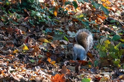 Autumn Squirrel Stock Photos, Images and Backgrounds for Free Download