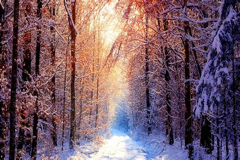 Snow Ice Cold Winter Background, Frost, Season, Forest Background Image ...