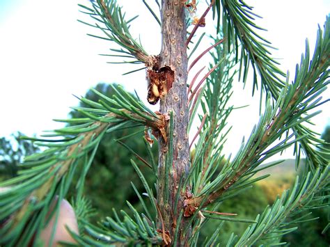 White Pine Weevil | Tree Integrated Pest Management