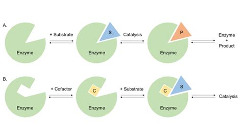 Enzyme Structure and Function – Creative Enzymes Blog